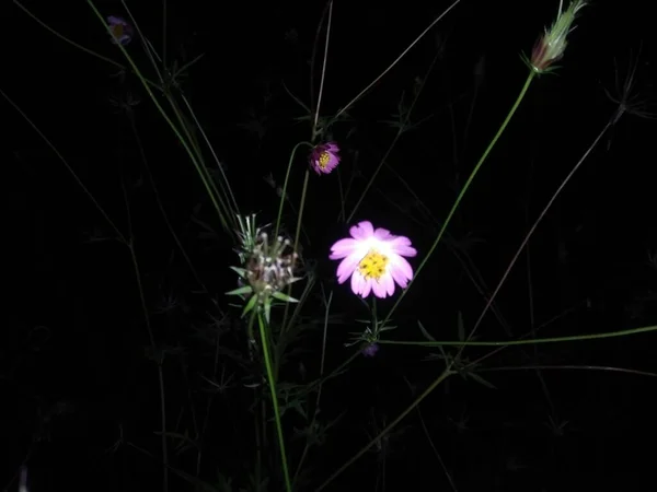 Fiori Ping Sono Belli Buio — Foto Stock