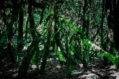 Işıkları, gölgeleri ve karamsar yeşil ağaçları olan bir ormanın manzarasını kapat.