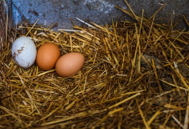 Çiftlikte samanlıkta taze tavuk yumurtası.