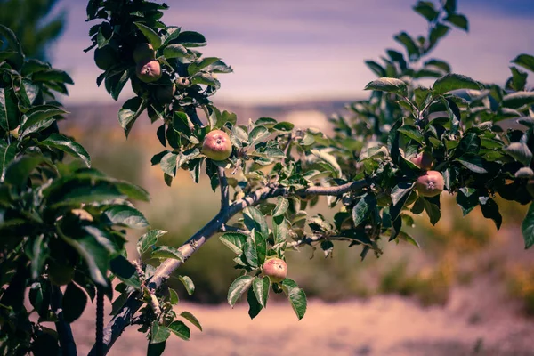 Sağlıklı Organik Besinler Kırmızı Elmalar Odaklanamadığı Arka Planda Doğanın Ortasında — Stok fotoğraf