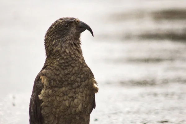 Kea mountain parrot, a mountain bird native to New Zealand — Stock Photo, Image