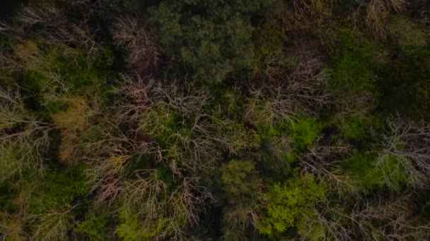 Fågelperspektiv på typiskt engelskt skogstak på våren med livfulla färger 4k — Stockvideo