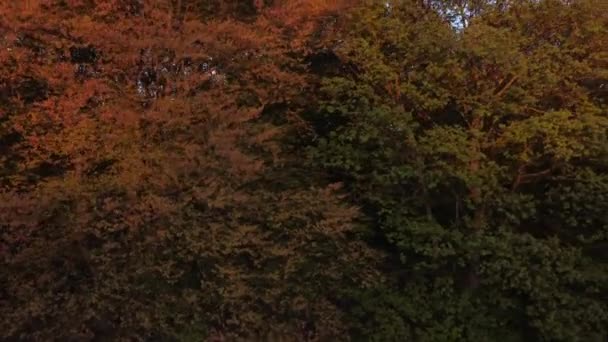 Luchtdronepan van bos tot typisch Brits platteland tijdens zonsondergang 4k — Stockvideo