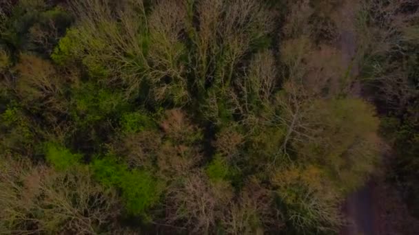 Vue du haut vers le bas de la canopée forestière qui s'élève pour révéler une scène urbaine, Londres — Video