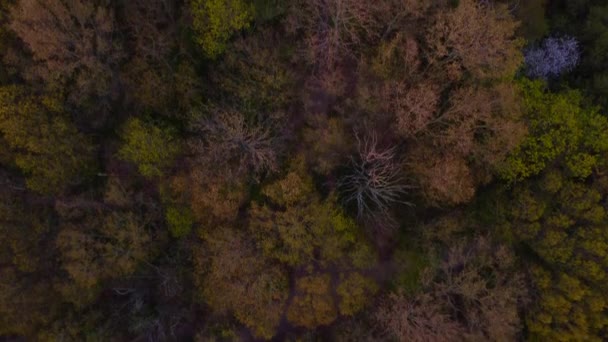 4k空中鸟瞰春天树木，发现一条土路 — 图库视频影像