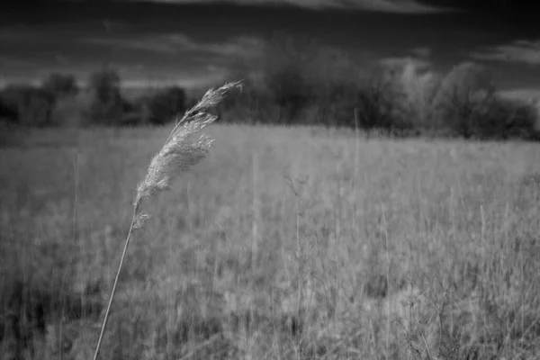 Monochrome photo of feather reed grass in the foreground of a field — Stock Photo, Image