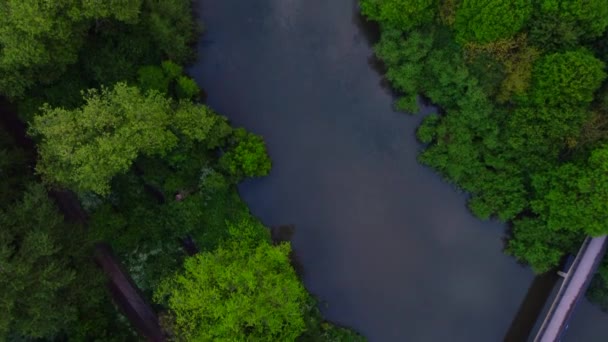 Upp-och-ner drönare utsikt över en flod kantad av träd med en flock fåglar som flyger under — Stockvideo