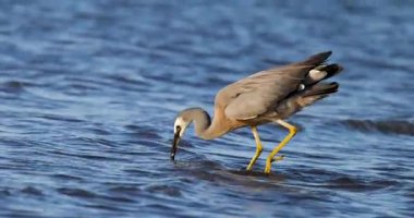 Gerçek, 4k, yavaş çekim 120 fps video Yeni Zelanda yerlisi beyaz balıkçıl yüzlü. Tamaki Nehri 'nin sığ sularında yiyecek için balık avlamak. Auckland, NZ.