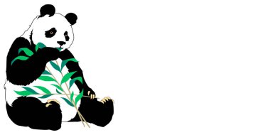 Şirin panda bambu yaprakları yer. Beyaz üzerine izole edilmiş bir illüstrasyon.