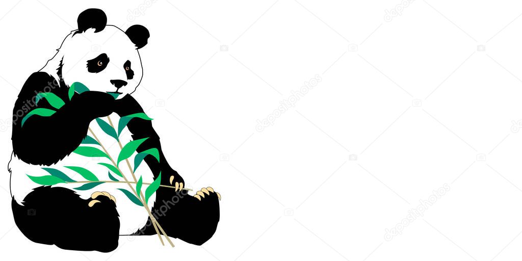 Cute panda bear eats bamboo leaves. an illustration isolated on white.