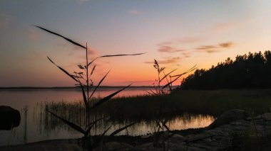 Deniz kıyısında gün batımı Bitki siluetleriyle