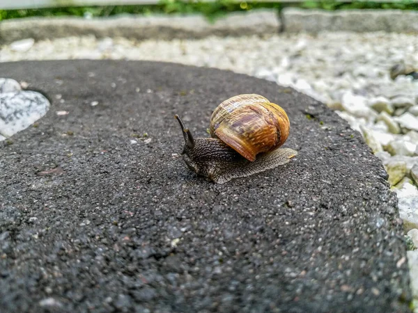 A snail on a garden decorative stone. — Stock Photo, Image
