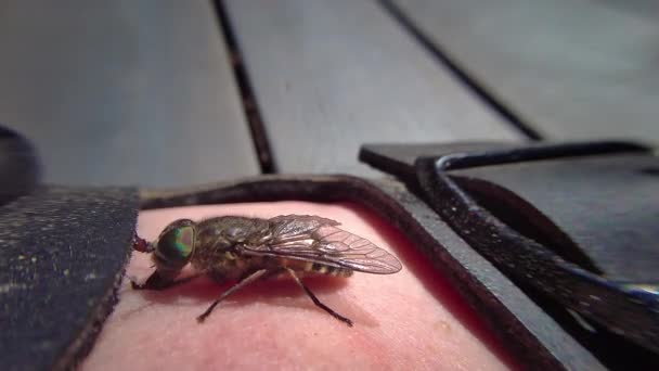 Η μύγα δαγκώνει ανθρώπινο πόδι. Μακροσκοπικά πλάνα — Αρχείο Βίντεο