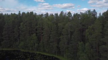 Orman ağaçlarının arkasında ortaya çıkan sakin göl manzarası. Gökyüzünde güzel bulutlar. Finlandiya 'da Paajarvi Gölü.