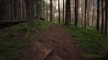 FPV orman yürüyüşü. Güneş ışığıyla kasvetli orman.