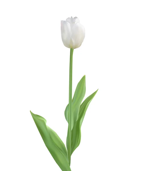White Tulip Isolated White Background Fresh Single Flower Leaves Minimalistic — Vetor de Stock
