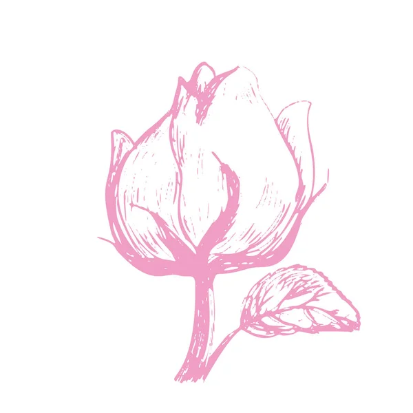 Σκίτσο Μπουμπούκι Τριαντάφυλλο Απομονωμένο Λευκό Φόντο Floral Τέχνη Βοτανικός Σχεδιασμός — Διανυσματικό Αρχείο