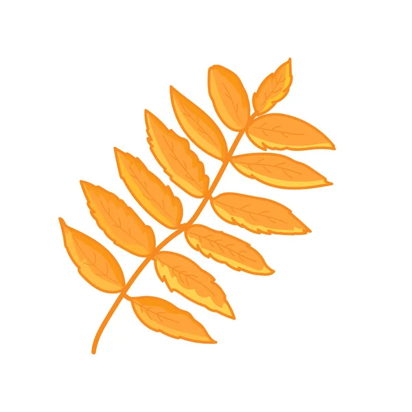 Rowan Tree Leaf Isolated White Background Autumn Design Element Vector — Wektor stockowy
