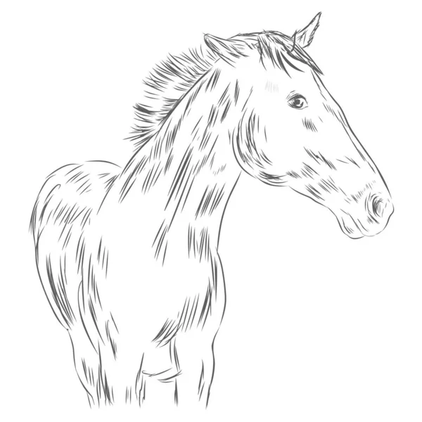 スケッチスタイルで馬の肖像画 手描きのスタリオン 等角面のベクトルイラスト — ストックベクタ