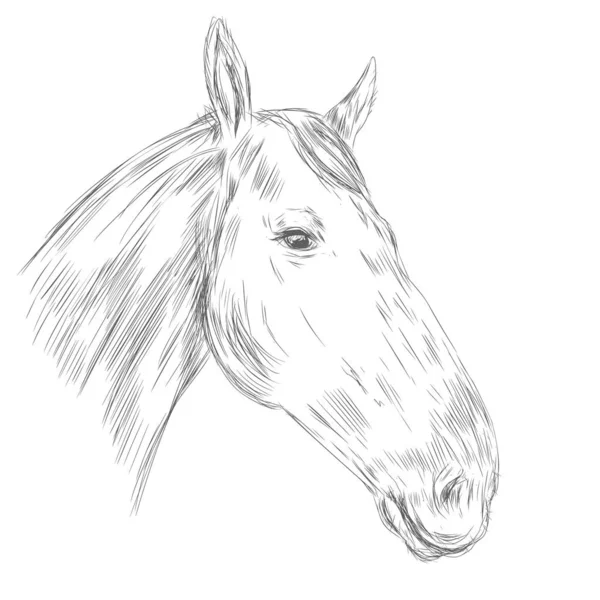 Horse Portrait Isolated White Background Sketchy Mare Stallion Vector Illustration — Vetor de Stock