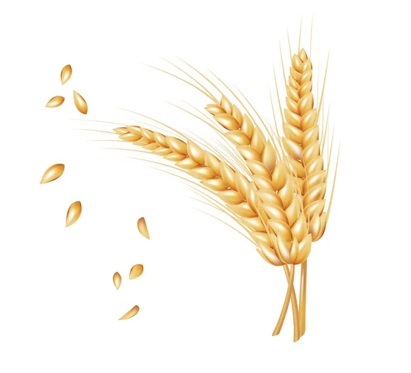 Bunch Wheat Ears Dried Grain Realistic Style Isolated White Background — Stock Vector