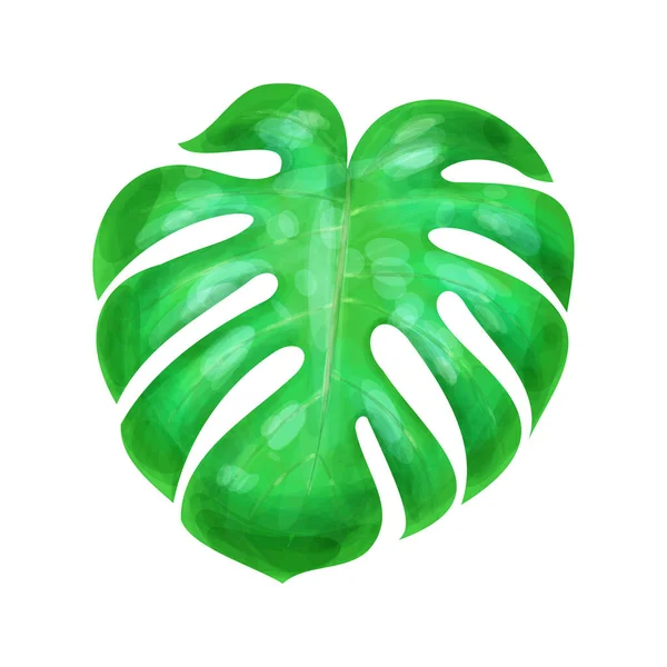 Vector Monstera Deliciosa Leave Jungle Palm Tree Leaf Aislado Sobre — Archivo Imágenes Vectoriales