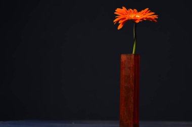 Siyah arkaplanda turuncu çiçek