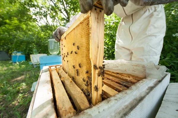 Apicultor segurando um favo de mel cheio de abelhas — Fotografia de Stock