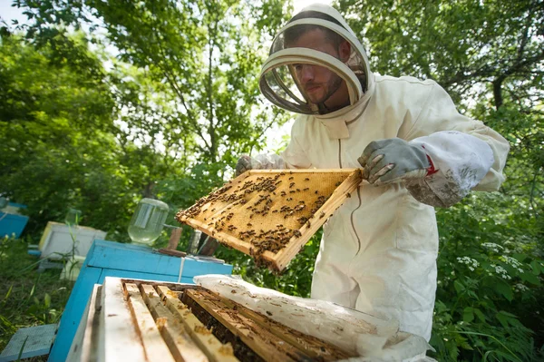 Beekeeper holding a honeycomb full of bees — Stock Photo, Image