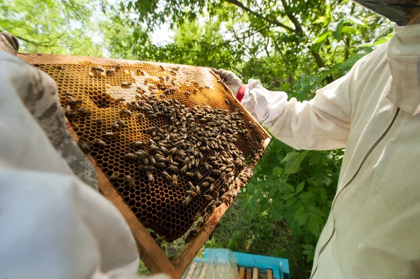 beekeeper holding a honeycomb full of bees