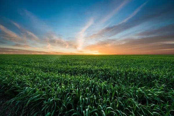 Zelené pole pšenice v sunrise — Stock fotografie