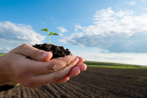 Farmer hand holding a fresh young plant