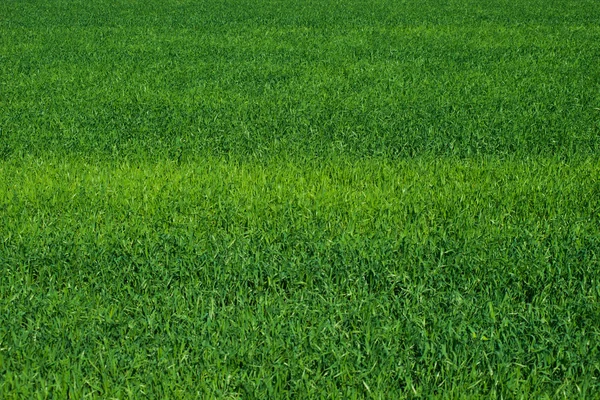 Green field of wheat at daylight, background — Stock Photo, Image