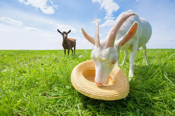 Due capre su un prato verde con un cappello di paglia — Foto Stock