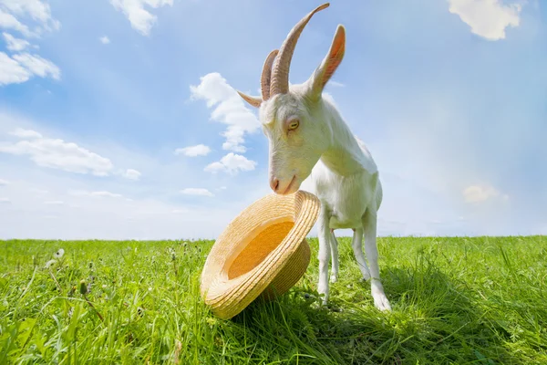 Weiße Ziege auf einer grünen Wiese mit Strohhut — Stockfoto