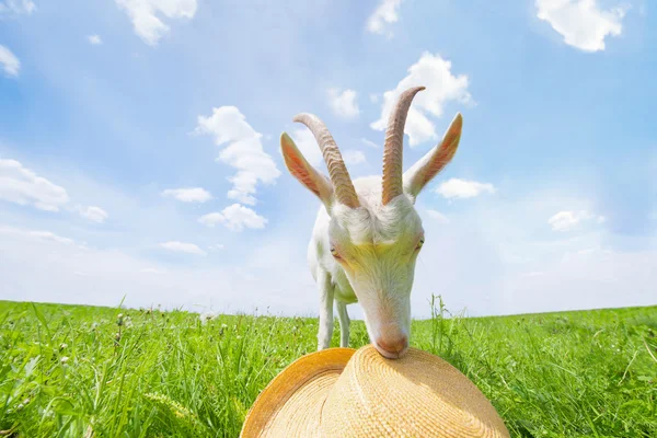 Weiße Ziege auf einer grünen Wiese mit Strohhut — Stockfoto