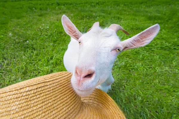 Weiße Ziege auf einer grünen Wiese mit Strohhut — Stockfoto