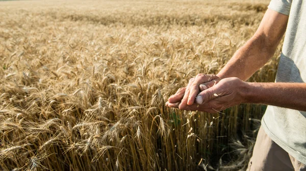 Kornodlarens händer mot ett vetefält — Stockfoto