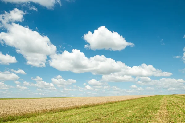 Beau champ de blé sous le ciel bleu — Photo