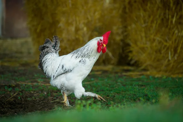 Galo branco na tradicional fazenda de aves de capoeira ao ar livre — Fotografia de Stock