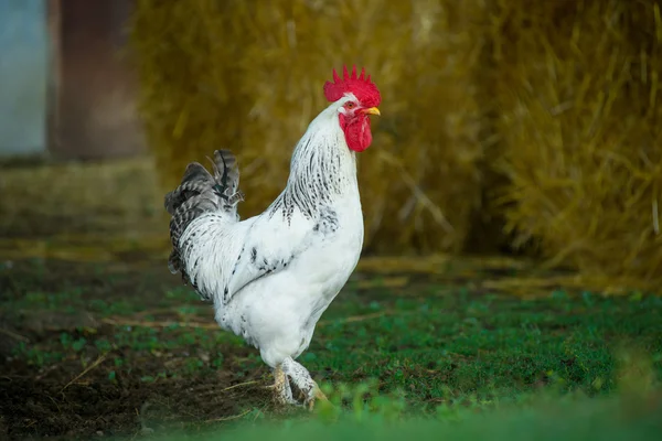 在传统的散养家禽农场白公鸡 — 图库照片