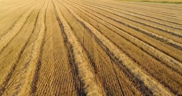 風景抽象的な農業分野 空中風景 — ストック動画