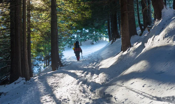 Traveler Ice Backpack Walks Snowy Mountain Forest — Stock Photo, Image