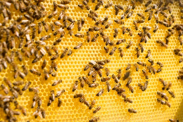 Méhsejtszerkezetű Méhek Közelsége — Stock Fotó