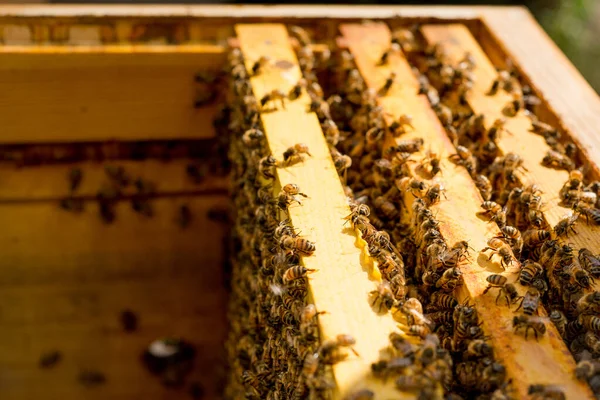 Méhkas Méhekkel Teli Keretekkel — Stock Fotó