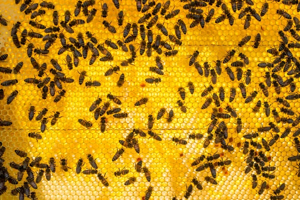 Méhsejtszerkezetű Méhek Közelsége — Stock Fotó
