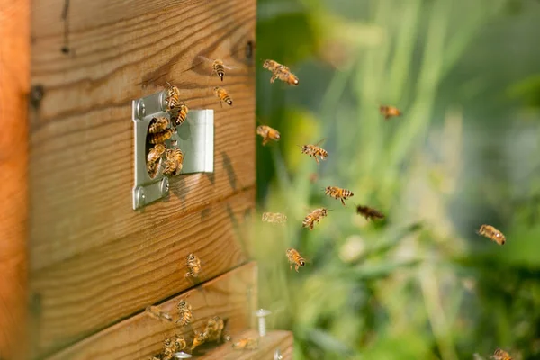 Bees fly into the wooden beehive