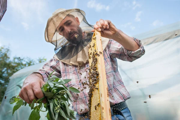 Μελισσοκόμος Καθαρίζει Την Κηρήθρα Από Τις Μέλισσες Ένα Μάτσο Μέντα — Φωτογραφία Αρχείου