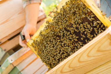 Arıcı elinde arılarla dolu bir bal peteği tutuyor