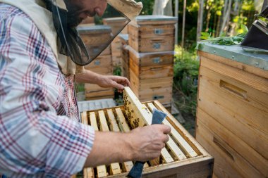 Arıcı elinde arılarla dolu bir bal peteği tutuyor